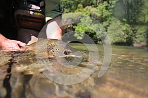 Brown trout in the hands of fisherman