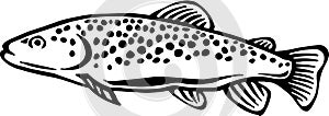 Brown Trout Illustration