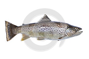 Brown trout isolated on white background