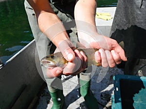 Brown trout lacustrine form salmo trutta lacustris