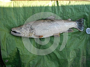 Brown trout lacustrine form salmo trutta lacustris