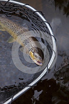 Brown trout in a landing net in a northern Minnesota lake