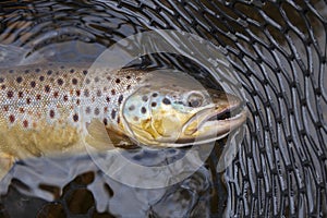 Brown trout in a landing net in a northern Minnesota lake