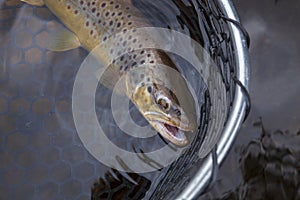 Brown trout in a landing net in a northern Minnesota lake