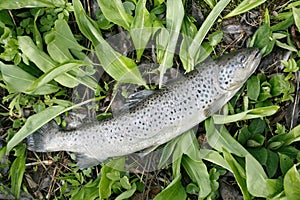 Brown trout on the natural background