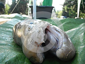 Brown trout open mouth close-up