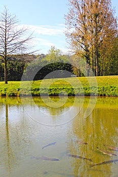 Brown trout in pond