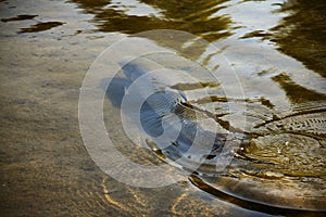 Brown trout in pond