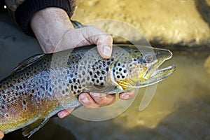 Brown trout portrait