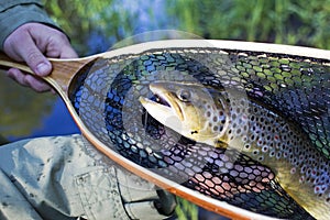 Brown trout portrait