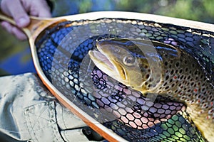 Brown trout portrait