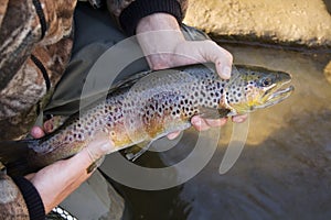 Brown trout portrait