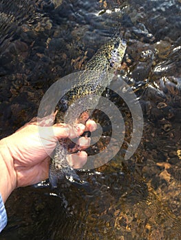 Brown Trout In River