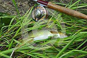 Brown trout with rod