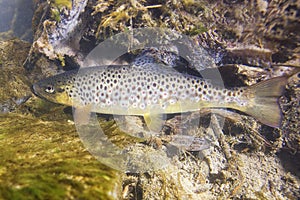 Brown trout Salmo trutta