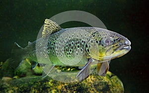 The Brown Trout (Salmo Trutta). photo