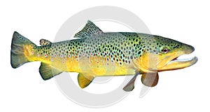 The Brown Trout (Salmo Trutta). photo