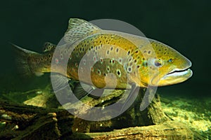 The Brown Trout (Salmo Trutta).