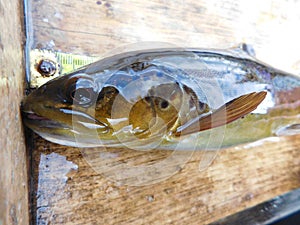 Brown trout Salmo trutta European species of salmonid fish being measured