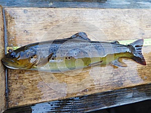 Brown trout Salmo trutta European species of salmonid fish being measured