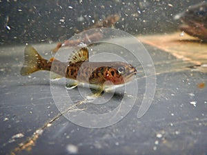 Brown trout Salmo trutta European species of salmonid fish being measured