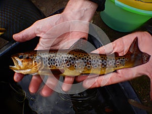 Brown trout Salmo trutta European species of salmonid fish being measured