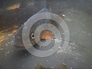 Brown trout Salmo trutta European species of salmonid fish being measured