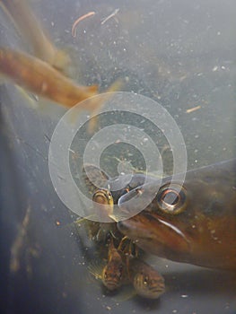 Brown trout Salmo trutta European species of salmonid fish being measured