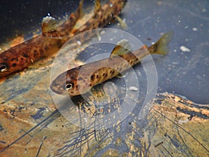 Brown trout Salmo trutta European species of salmonid fish being measured