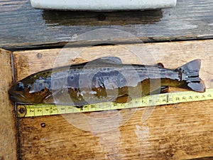 Brown trout Salmo trutta European species of salmonid fish being weighed