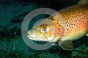 brown trout Salmo trutta photo