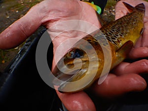 Brown trout Salmo trutta European species of salmonid fish held in hands