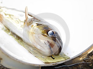 The brown trout Salmo trutta European species of salmonid fish to as riverine ecotype juvenile specimen on measure board