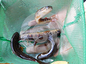 Brown trout Salmo trutta European species of salmonid fish  underwater shot