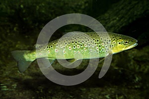 The Brown trout Salmo trutta fario. photo