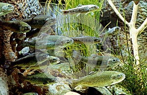 Brown Trout, salmo trutta fario, Group of Juveniles photo