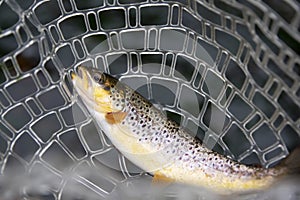 Brown trout, Salmo trutta, fish on net