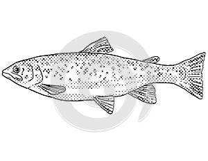 Brown trout or Salmo trutta  Freshwater Fish Cartoon Drawing photo
