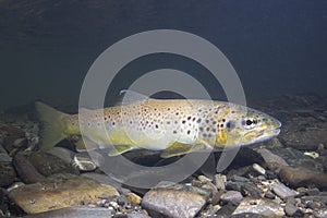 Brown trout Salmo trutta preparing for spawning photo