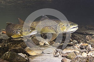 Brown trout Salmo trutta preparing for spawning photo