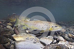 Brown trout Salmo trutta Underwater photography photo