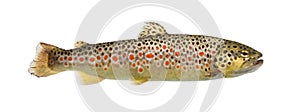 Brown trout swimming, isolated