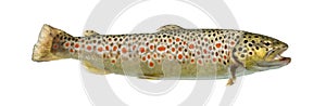 Brown trout swimming, isolated