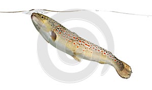 Brown trout swimming under water line, isolated