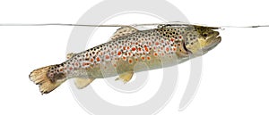 Brown trout swimming under water line, isolated