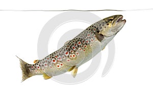 Brown trout swimming under water line, isolated