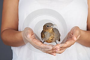 Brown trush bird in hand photo