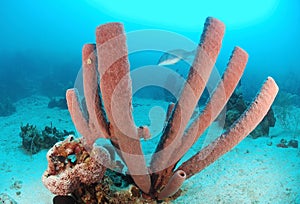 Brown tube sponge photo