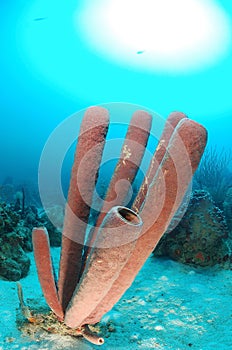 Brown tube sponges photo