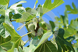 Brown Turkey Fig Fruit Tree with Fruits Portrait